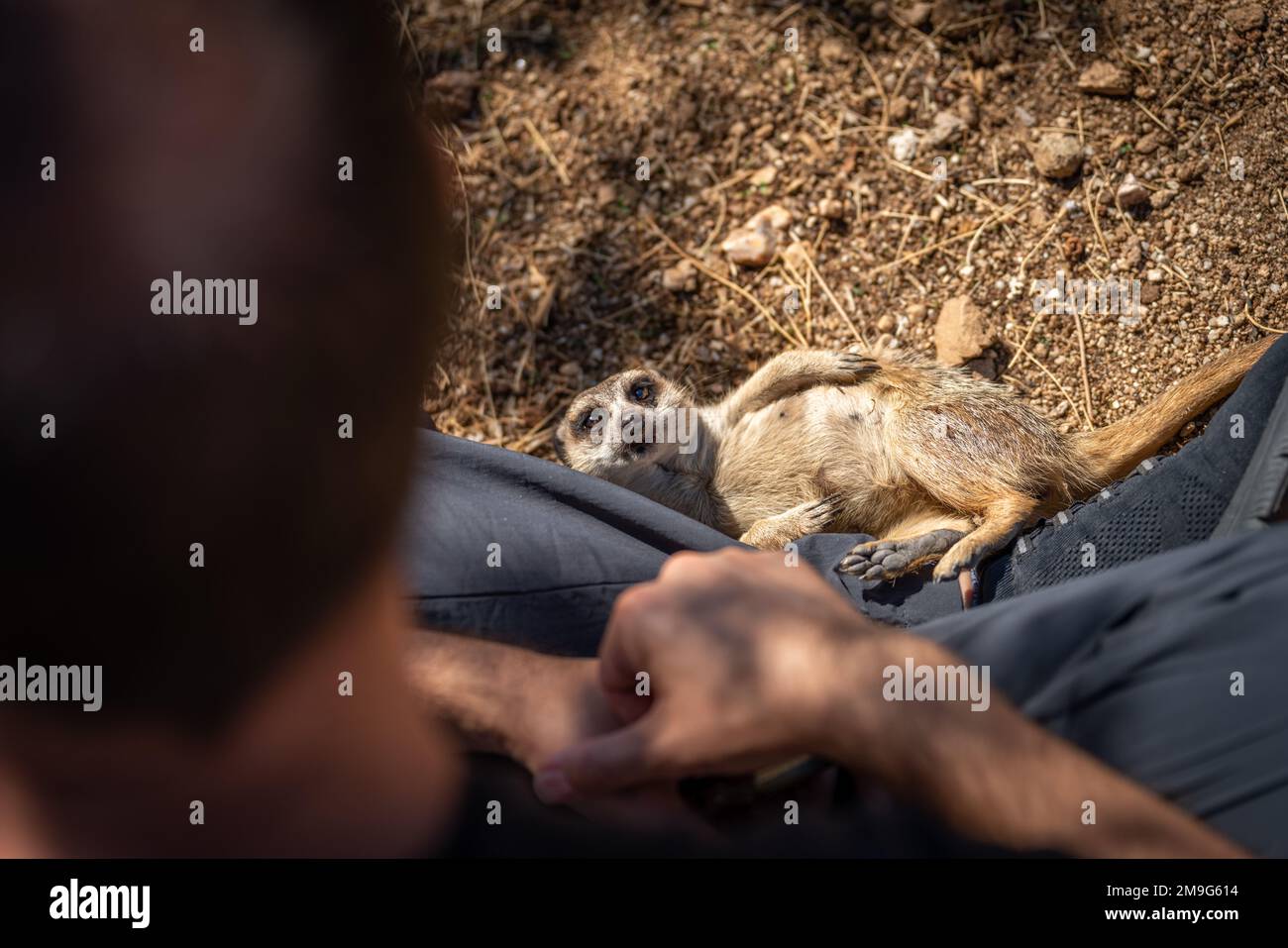 Erdmännchen liegt auf dem Rücken und schaut auf den unbekannten Touristen Stockfoto