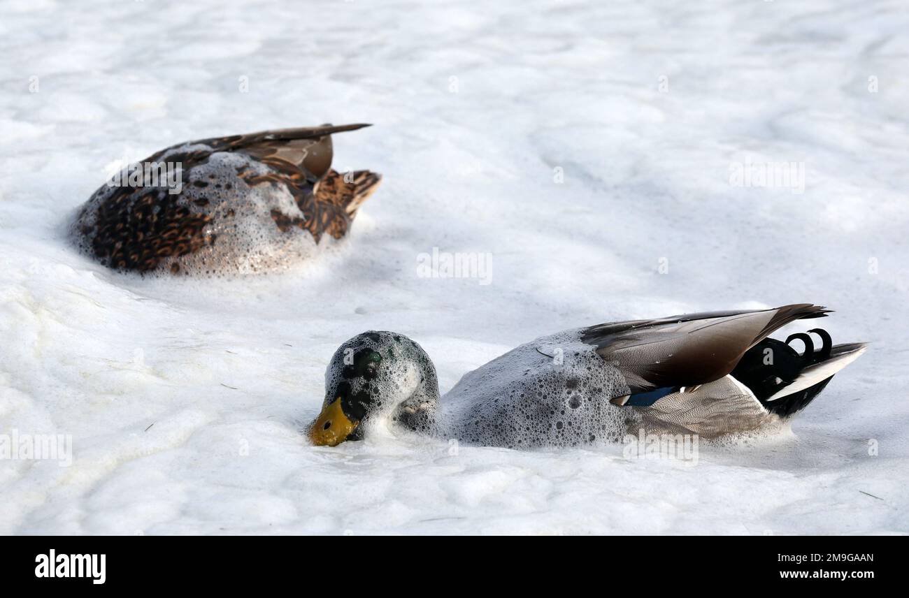 Rerik, Deutschland. 18. Januar 2023. Zwei Enten suchen nach Nahrung im Schaum auf der Salzhaff. Der starke Wind der letzten Tage hat das Wasser aufgewühlt. Im Norden dominiert ruhiges und teilweise sonniges Wetter. Kredit: Bernd Wüstneck/dpa/Alamy Live News Stockfoto