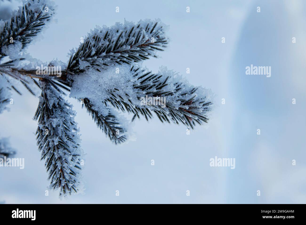 Eisige Fichte Äste. Schnee- und Winterhintergrund. Helle Landschaft im Naturwald. Stockfoto