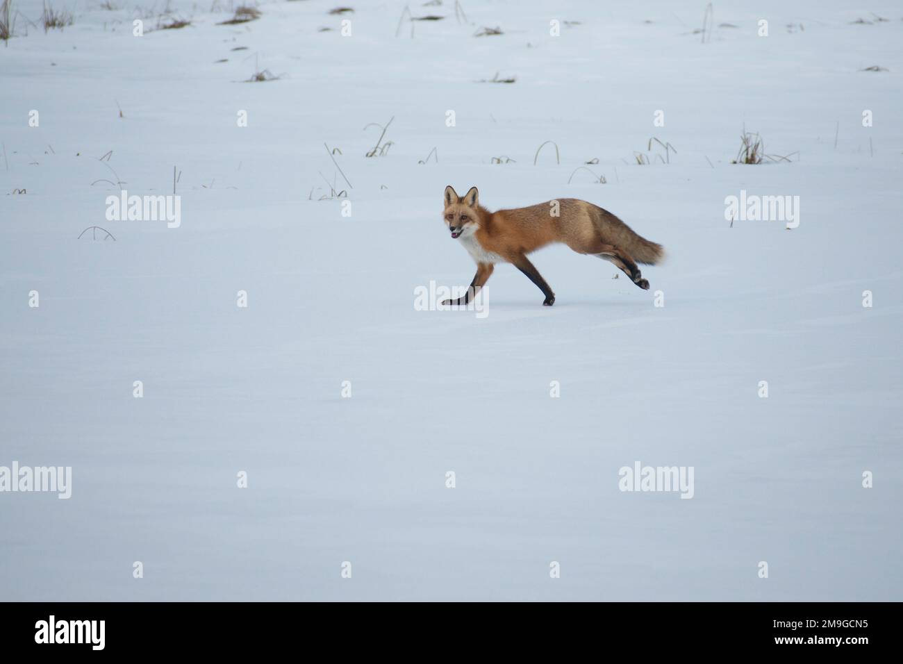 Wilder Fuchs, der im Schnee läuft Stockfoto