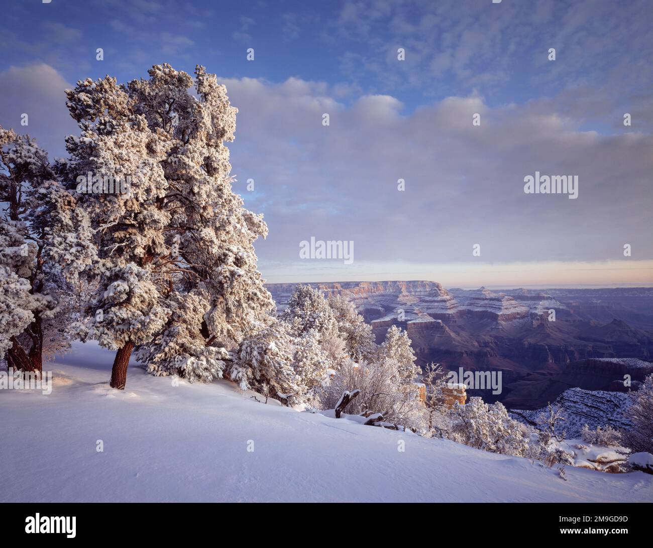 Pinyon-Kiefern, die im Winter mit Schnee bedeckt sind, Südrand, Grand Canyon-Nationalpark, Arizona, USA Stockfoto