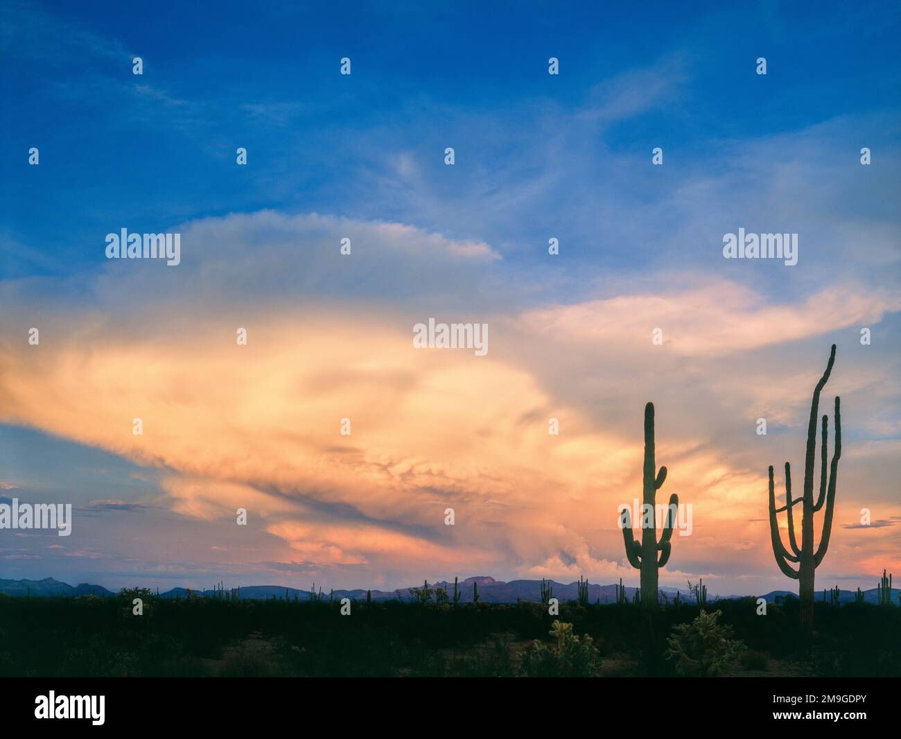 Landschaft mit saguaro-Kakteen (Canegiea gigantea) in der Wüste bei Sonnenuntergang, Antelope Hills, Cabeza Prieta National Wildlife Refuge, Arizona, USA Stockfoto