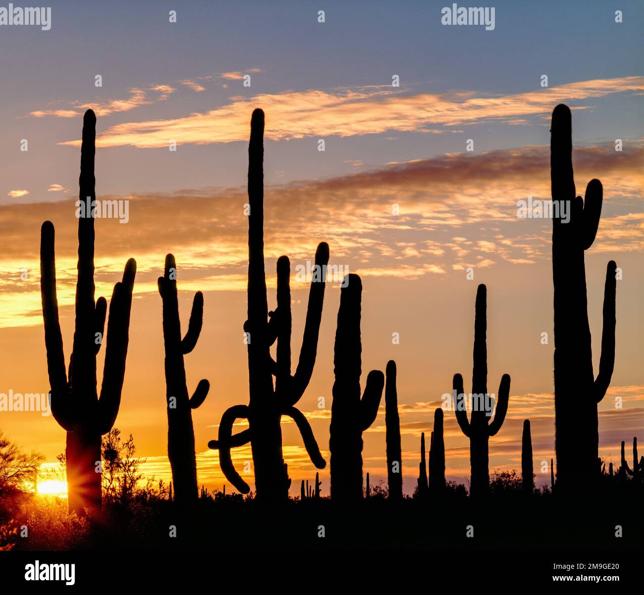 Bei Sonnenuntergang in der Wüste am Sonoran Desert National Monument in Arizona, USA Stockfoto