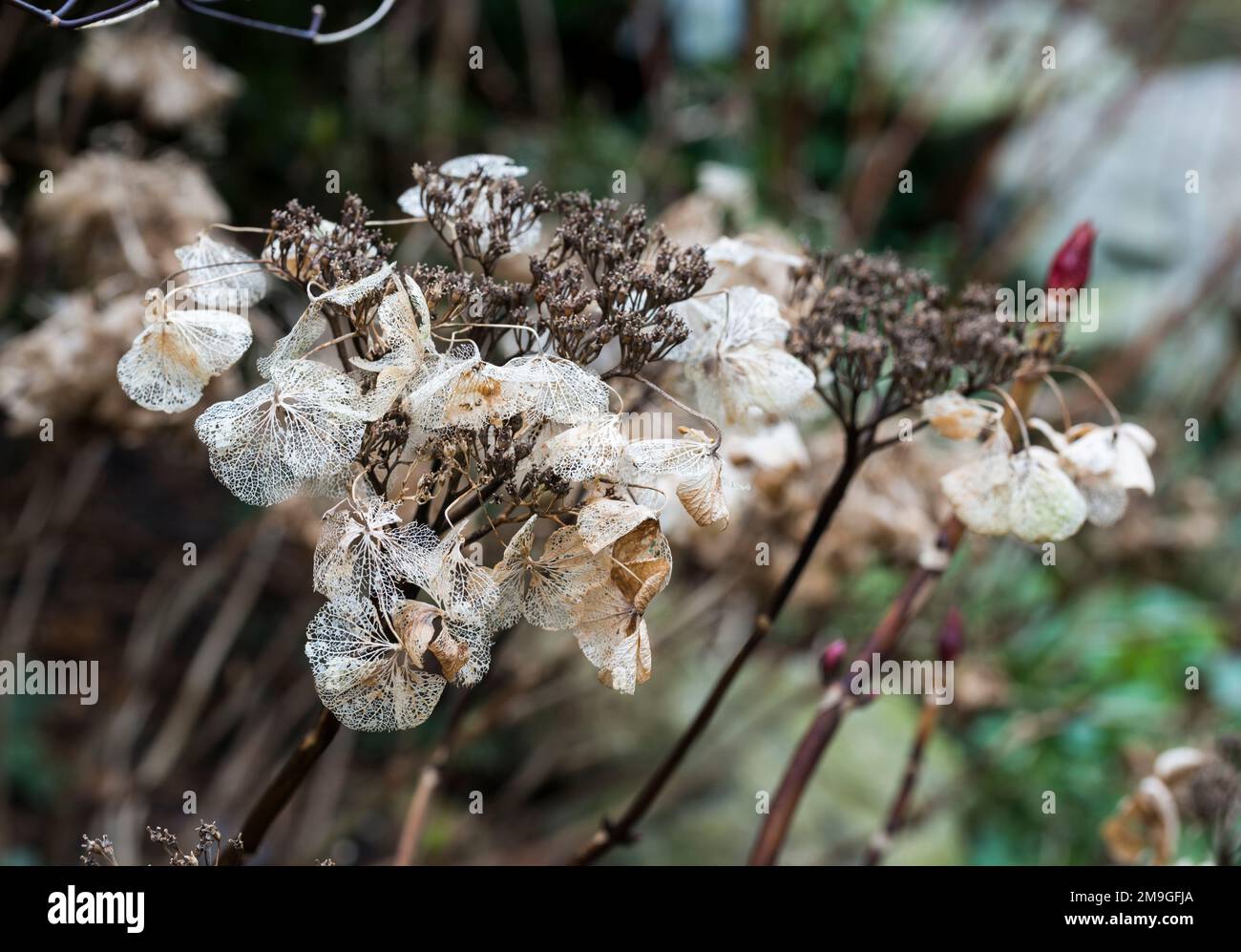 Tote Blumen der Hortensien-Pflanze im Winter Stockfoto