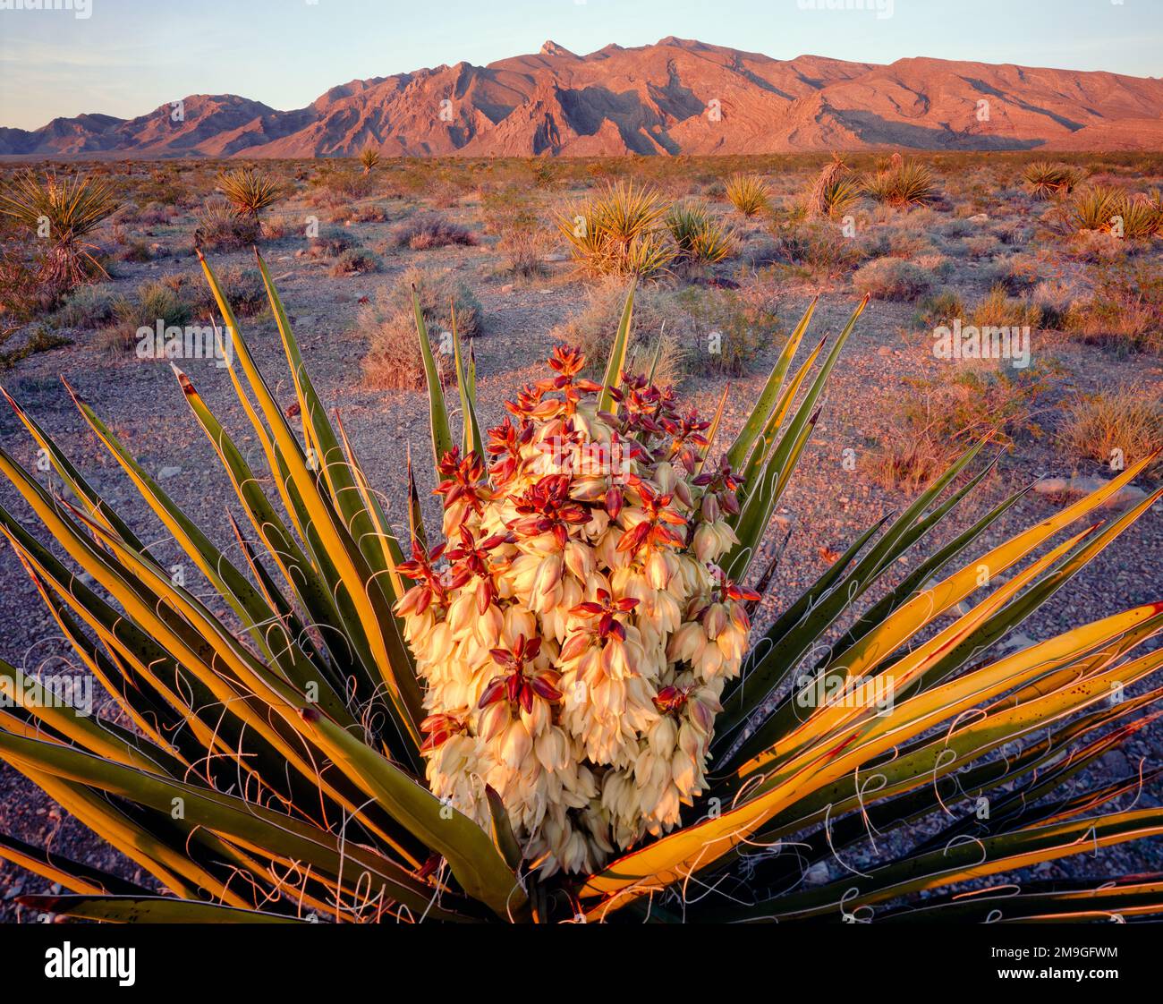 Yucca (Yucca schidigera) in der Wüste und Virgin Mountains im Hintergrund, Gold Butte National Monument, Virgin Valley, Nevada, USA Stockfoto