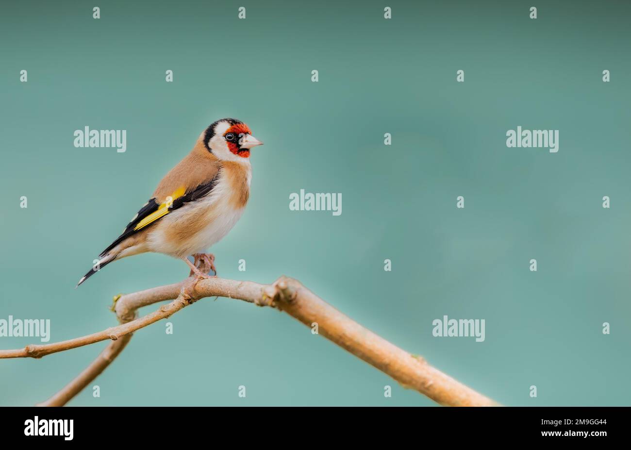 Nahaufnahme eines einzelnen Goldfinkens auf einem Ast mit einem sauberen, glatten Hintergrund. Speicherplatz kopieren Stockfoto