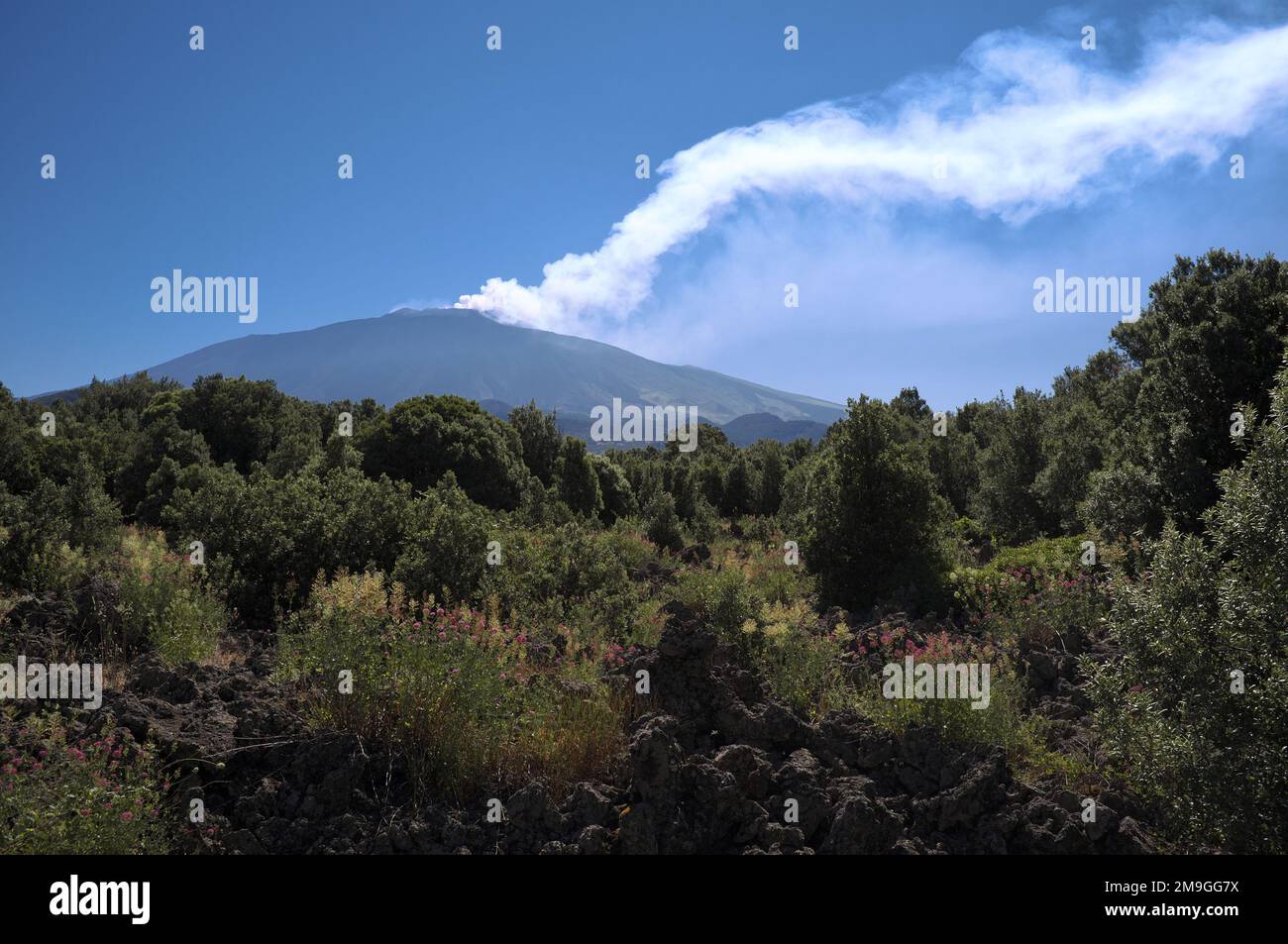 Eruption des Ätna und Maquis-Strauchland in Sizilien, Ätna Nationl Park, Italien Stockfoto