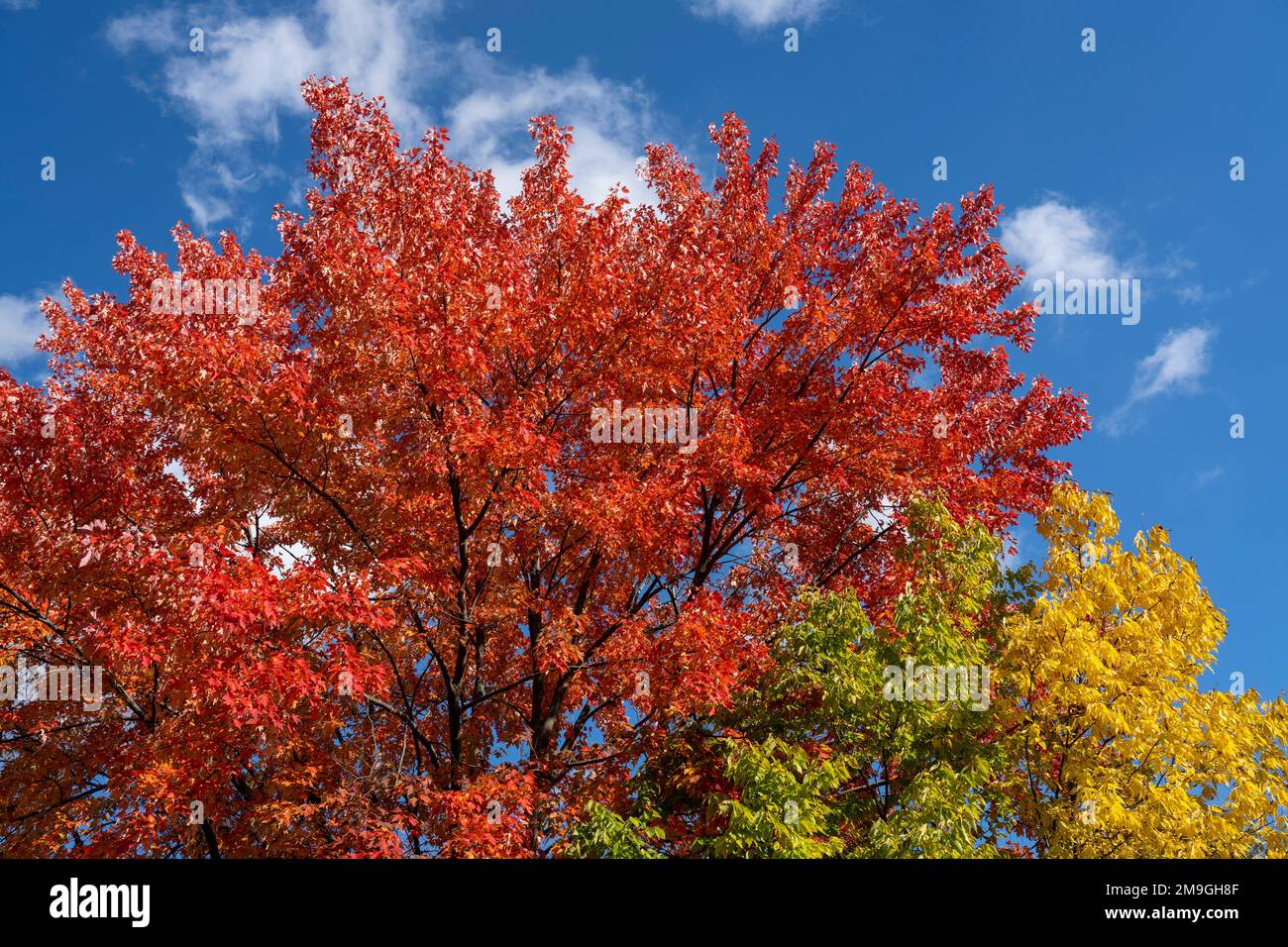 Wunderschöne Blätter in Herbstfarben in einem Nationalpark Stockfoto