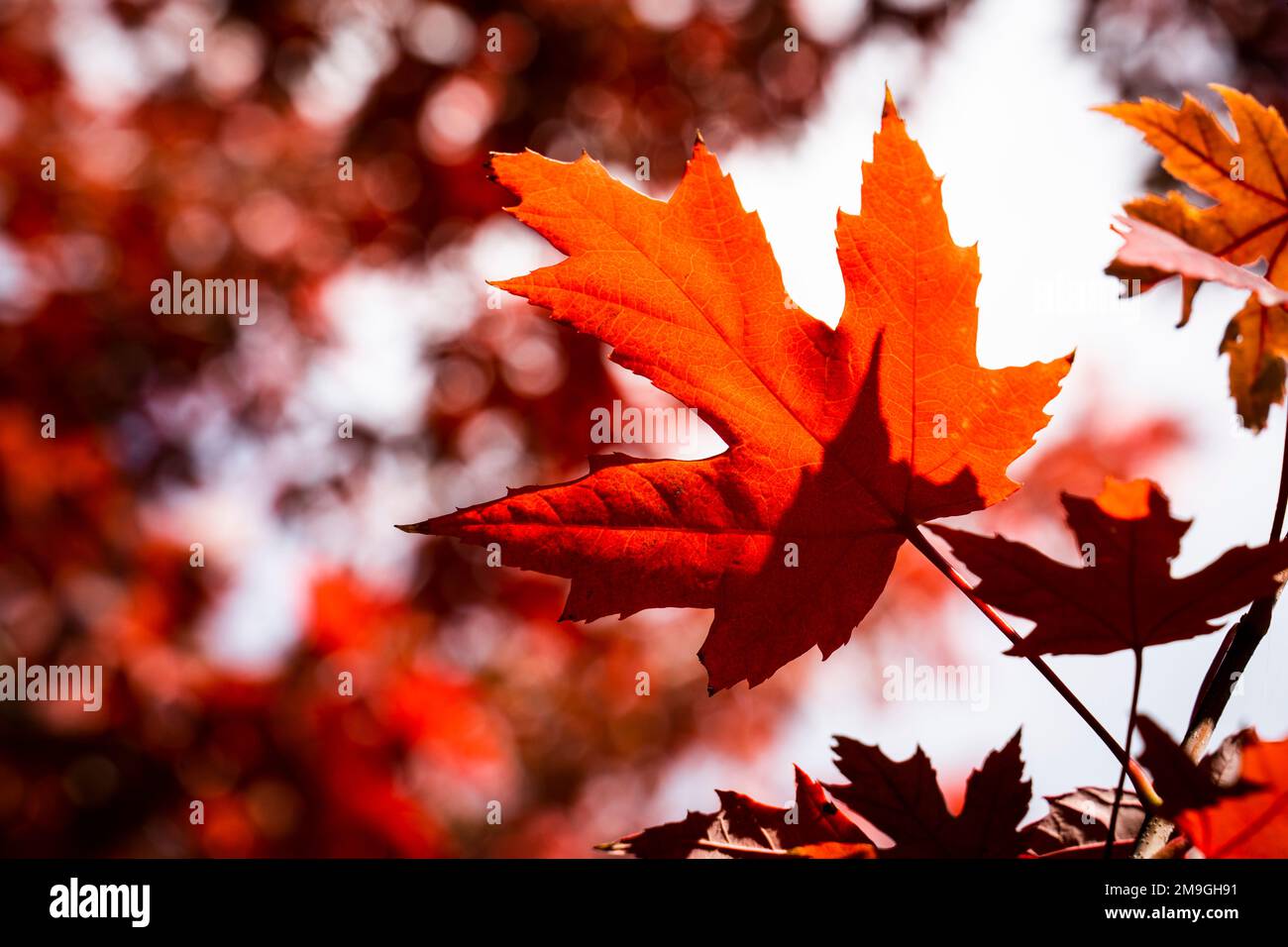 Wunderschöne Blätter in Herbstfarben in einem Nationalpark Stockfoto