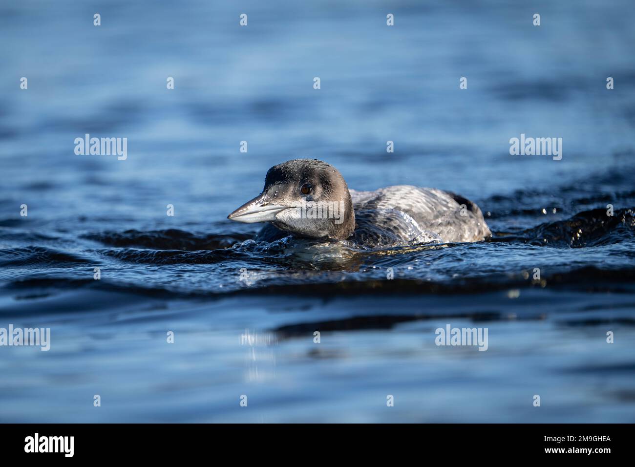 Juvenile common Loon ruhen auf der Oberfläche eines Sees Stockfoto