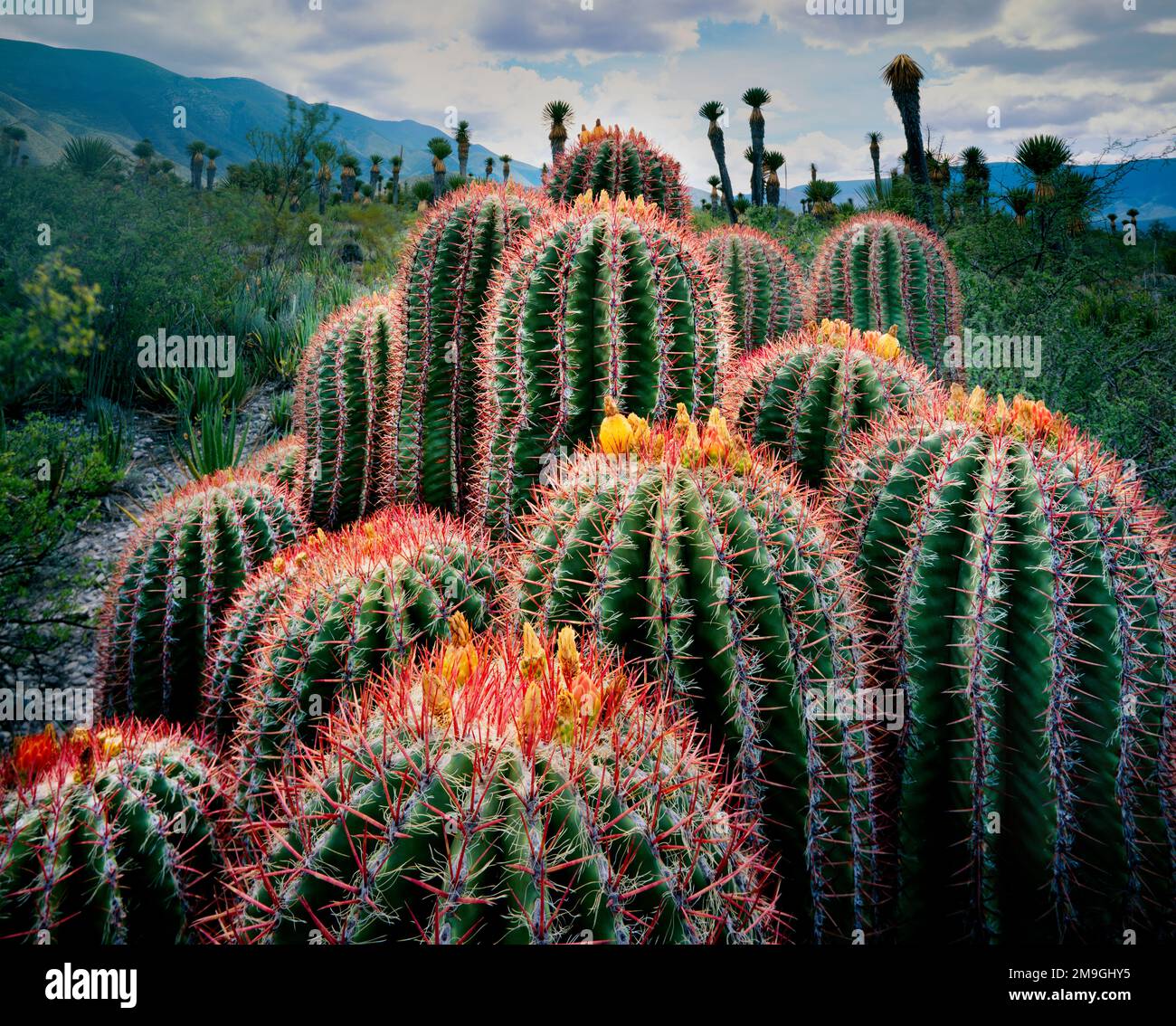 Naturfoto von Kakteen (Ferocactus stainsii), Chihuahuan-Wüste, Tamaulipas, Mexiko Stockfoto