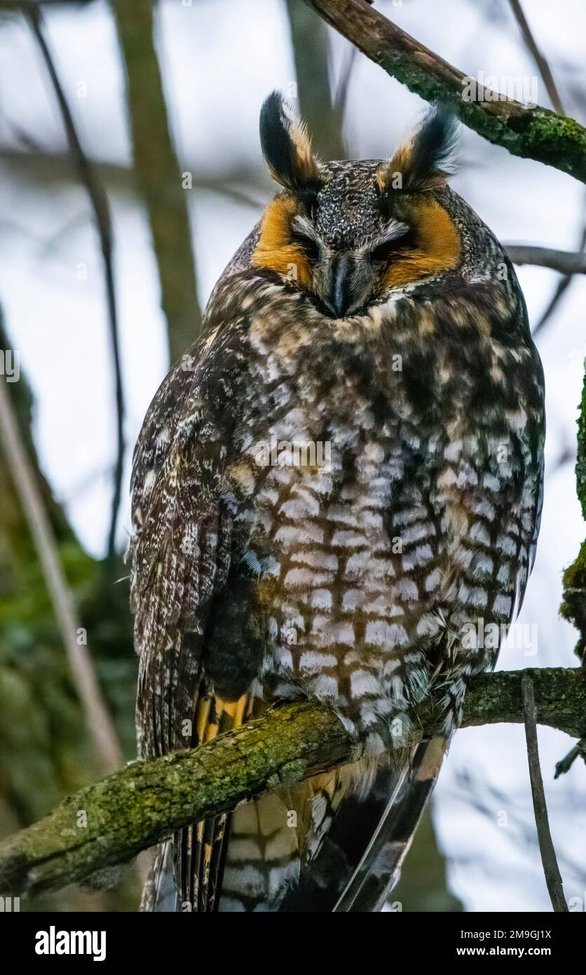 Langohrige Eule, die an einem Winternachmittag hoch steht und sich ausruht. Stockfoto