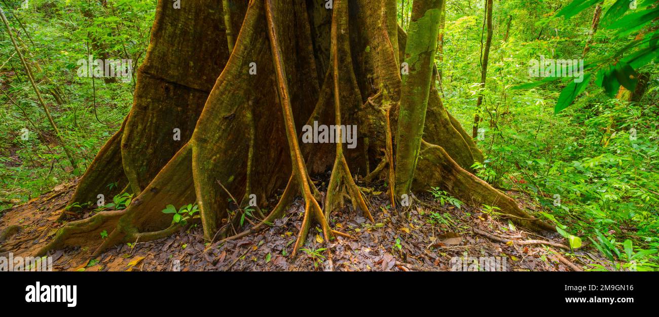 Wurzeln eines großen Baumes im tropischen Regenwald, Osa-Halbinsel, Costa Rica Stockfoto