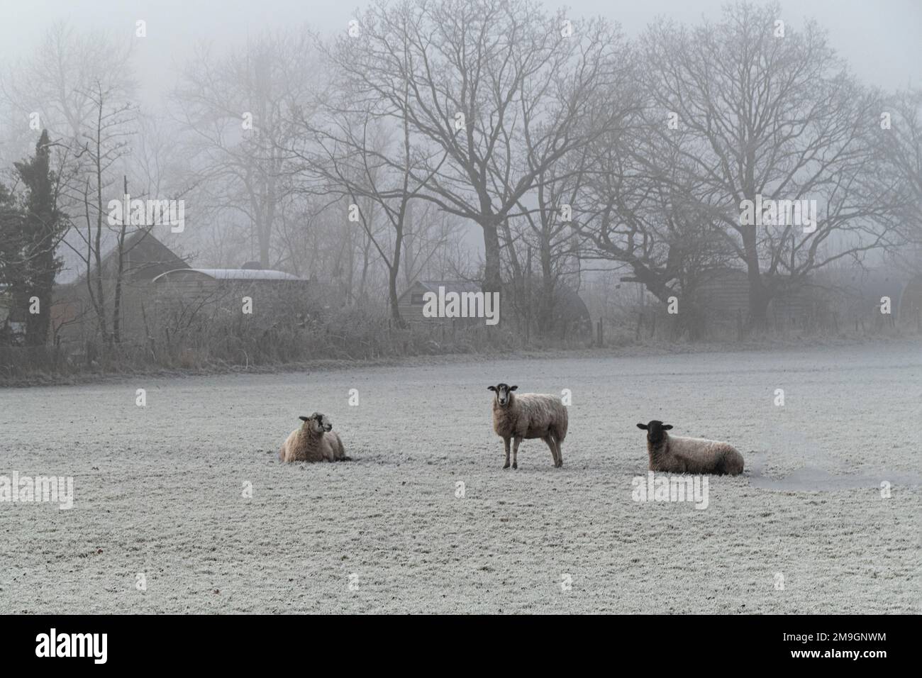 Schafe im Winter Stockfoto