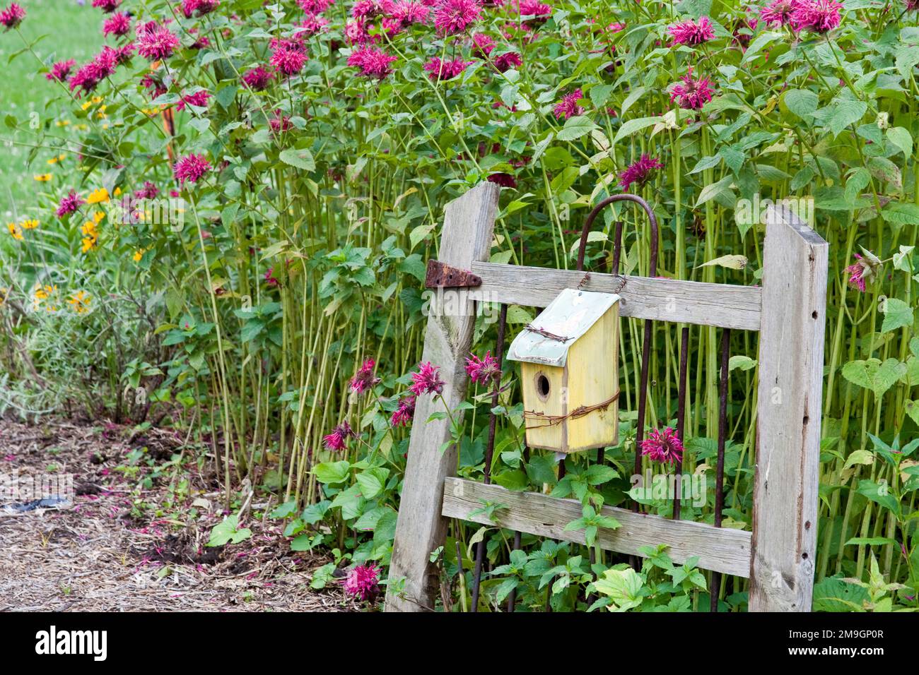 63821-207,09 Vogelhaus auf rustikalem Zaun im Garten mit Himbeerbalsam (Monarda didyma 'Himbeerwein') Marion Co IL Stockfoto