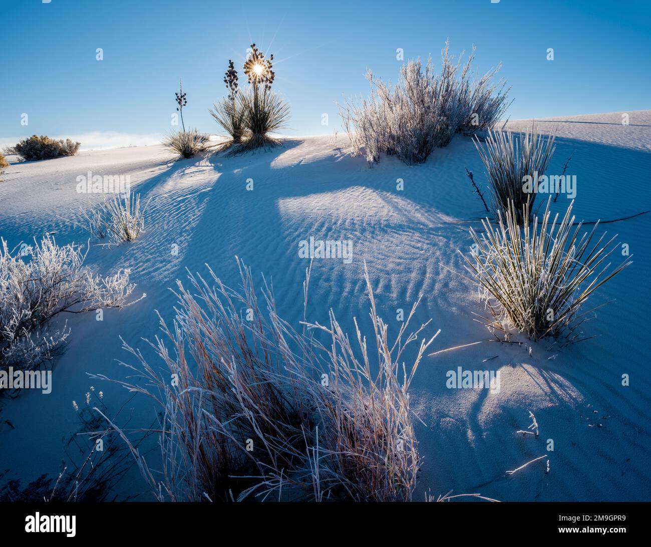 Yucca-Pflanzen in der Wüste, White Sands National Monument, New Mexico, USA Stockfoto