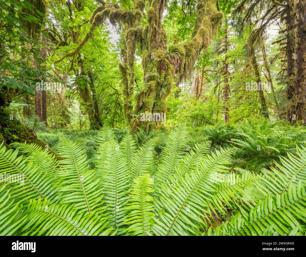 Hoh Rainforest mit Farnen und Bäumen, Olympic National Park, Washington State, USA Stockfoto