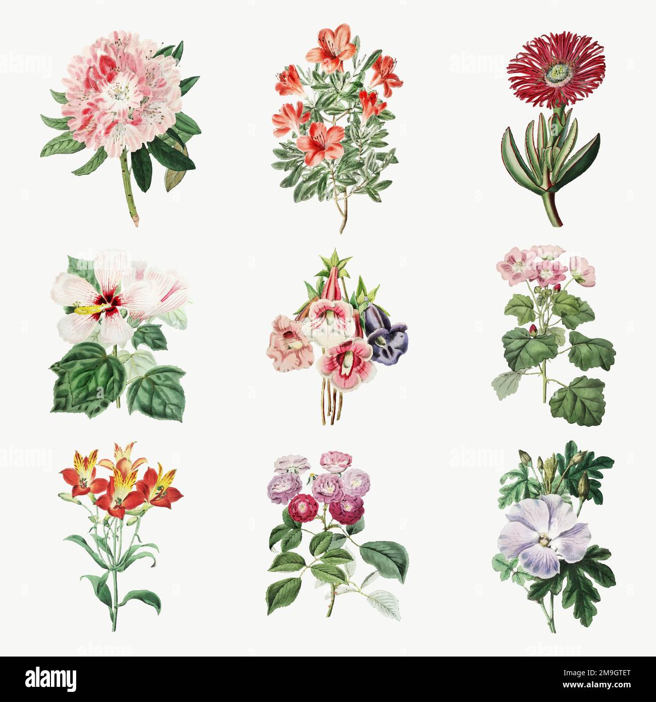 Blumen Hand drvector Jahrgang botanischen Satz Stock Vektor