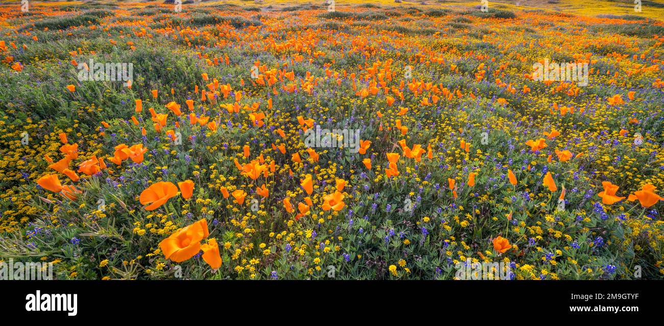 Landschaft mit kalifornischem Mohn (Eschscholzia californica), Antelope Valley California State Poppy Reserve, Kalifornien, USA Stockfoto