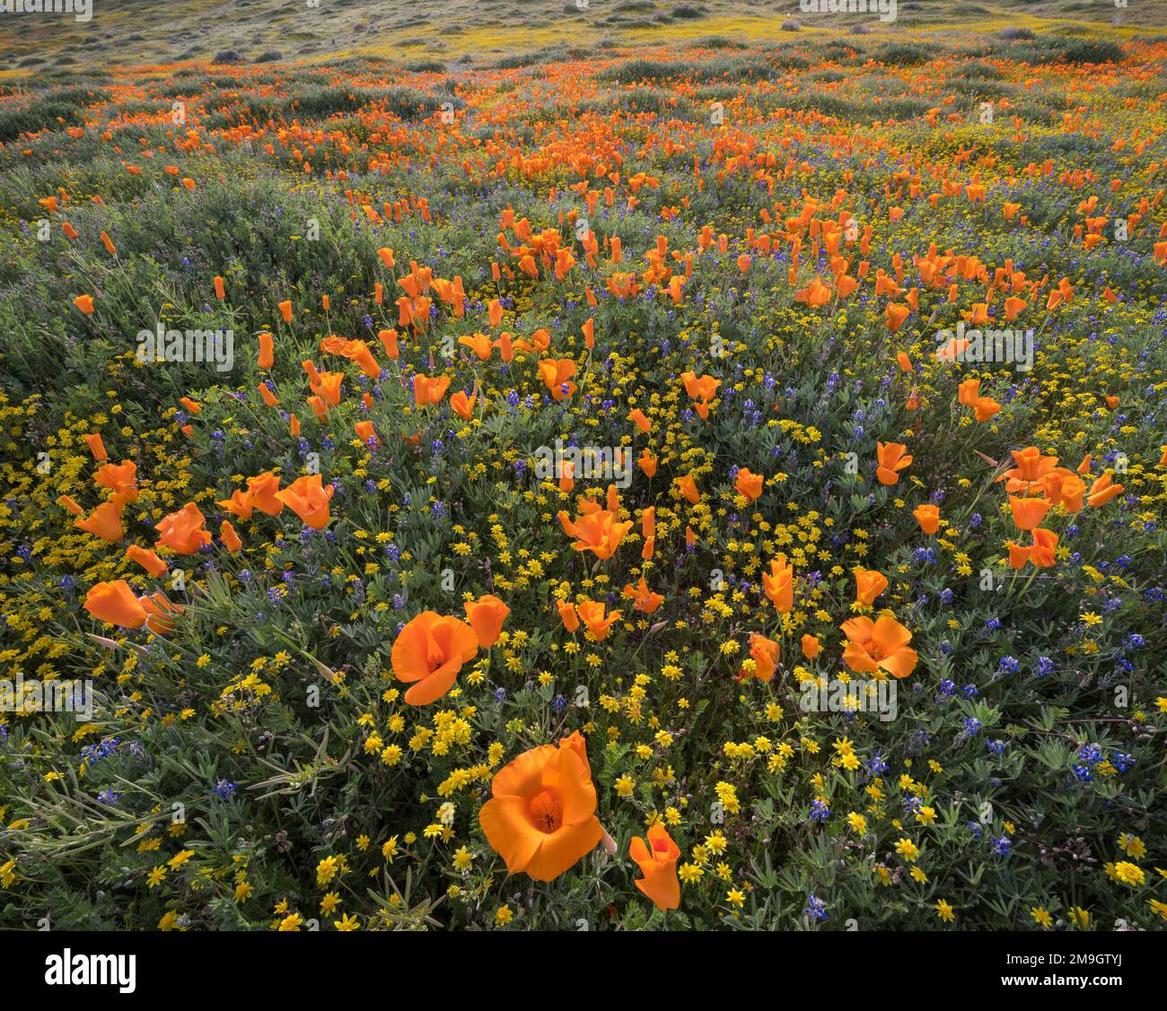 Landschaft mit kalifornischem Mohn (Eschscholzia californica), Antelope Valley California State Poppy Reserve, Kalifornien, USA Stockfoto