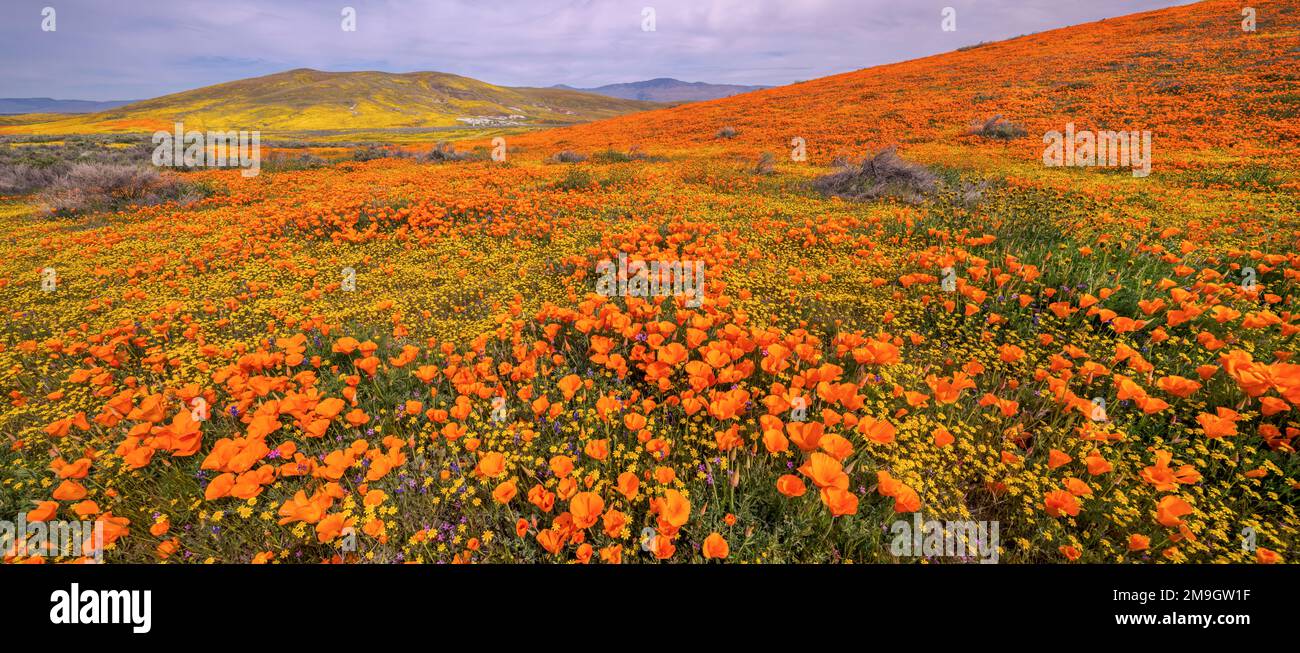 Landschaft mit kalifornischem Mohn (Eschscholzia californica) und sanften Hügeln, Antelope Valley California State Poppy Reserve, Kalifornien, USA Stockfoto