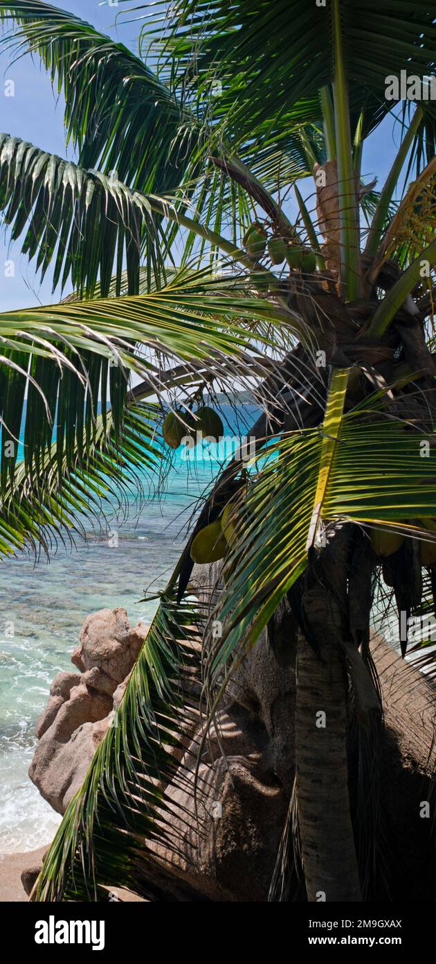Kokospalme am Meer, Anse Patates, La Digue, Seychellen Stockfoto