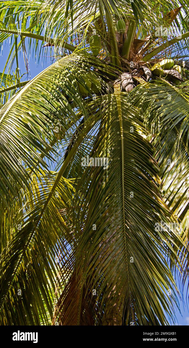 Niedriger Winkel Blick auf Kokospalme, La Digue, Seychellen Stockfoto