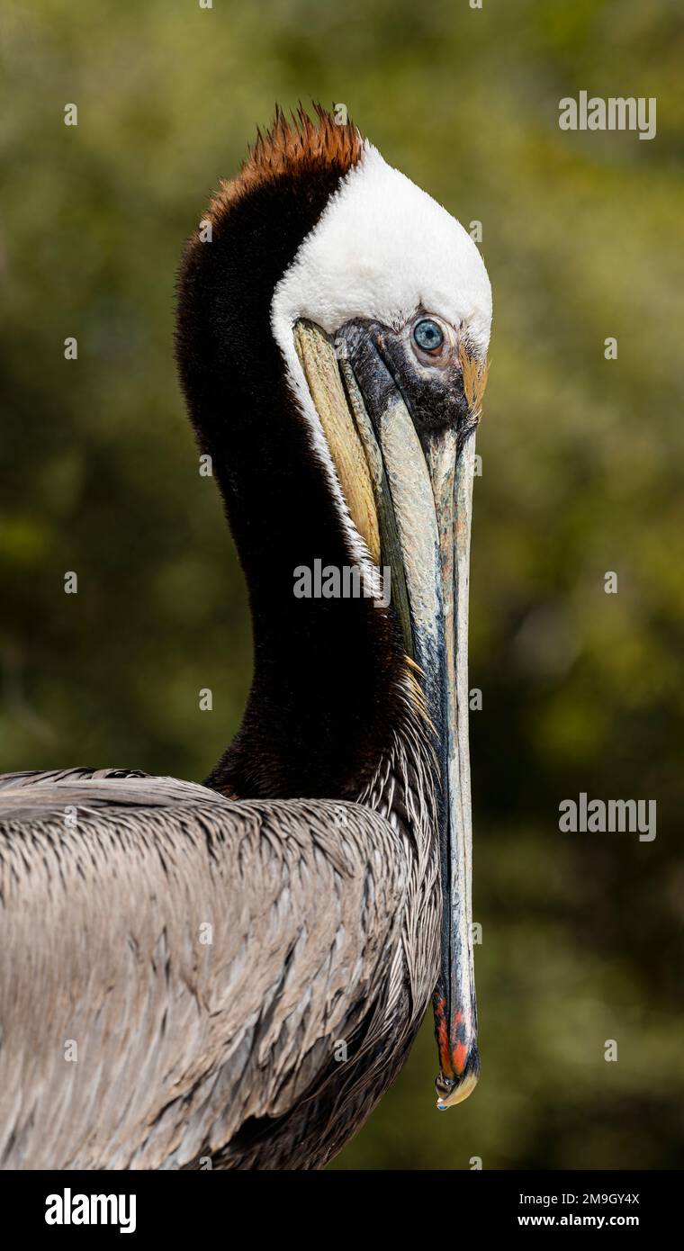 Porträtaufnahme des braunen Pelikans (Pelecanus occidentalis), Baja California Sur, Mexiko Stockfoto