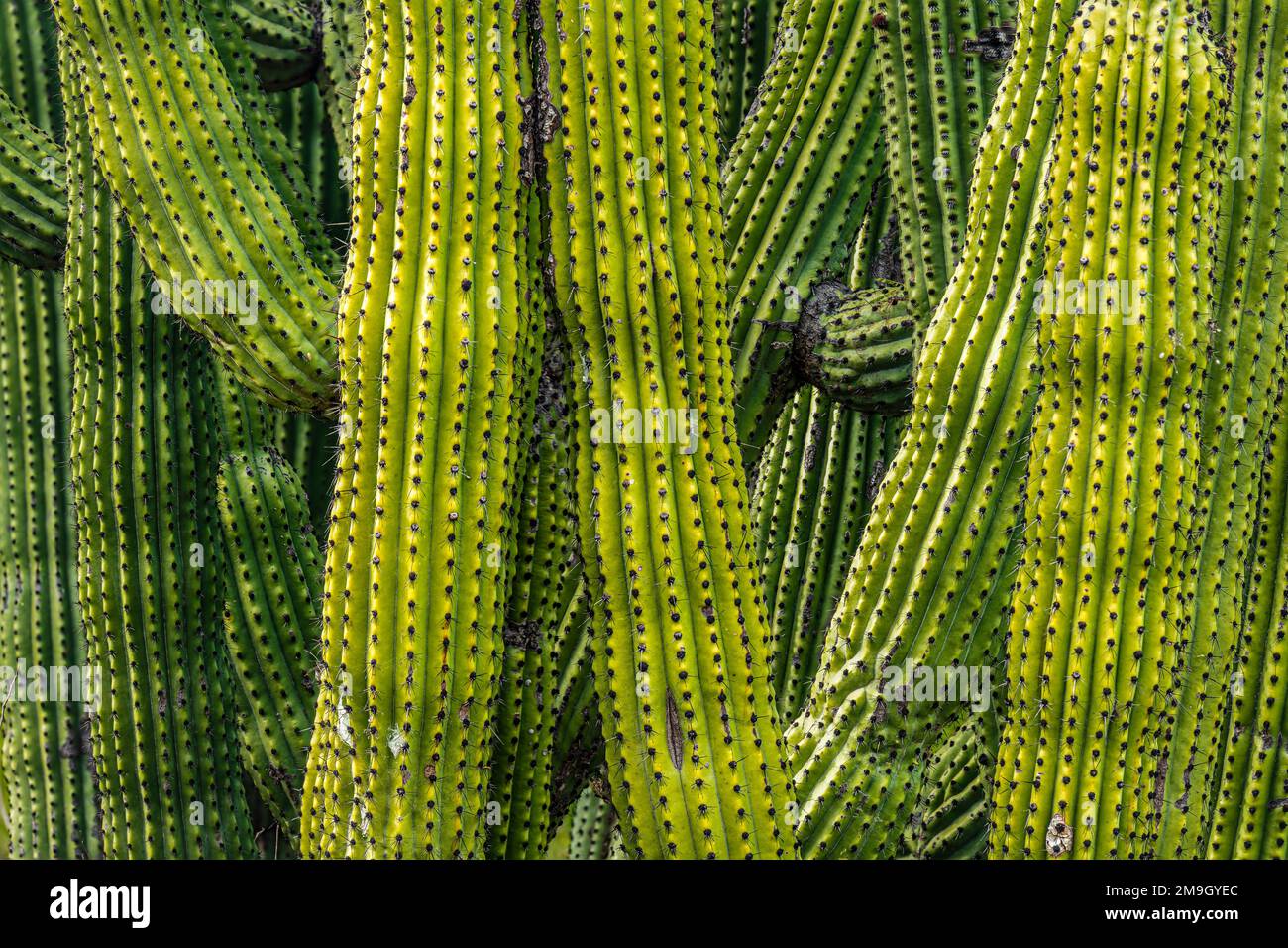 Nahaufnahme von grünem Cardon-Kaktus (Pachycereus pringlei), Baja California Sur, Mexiko Stockfoto