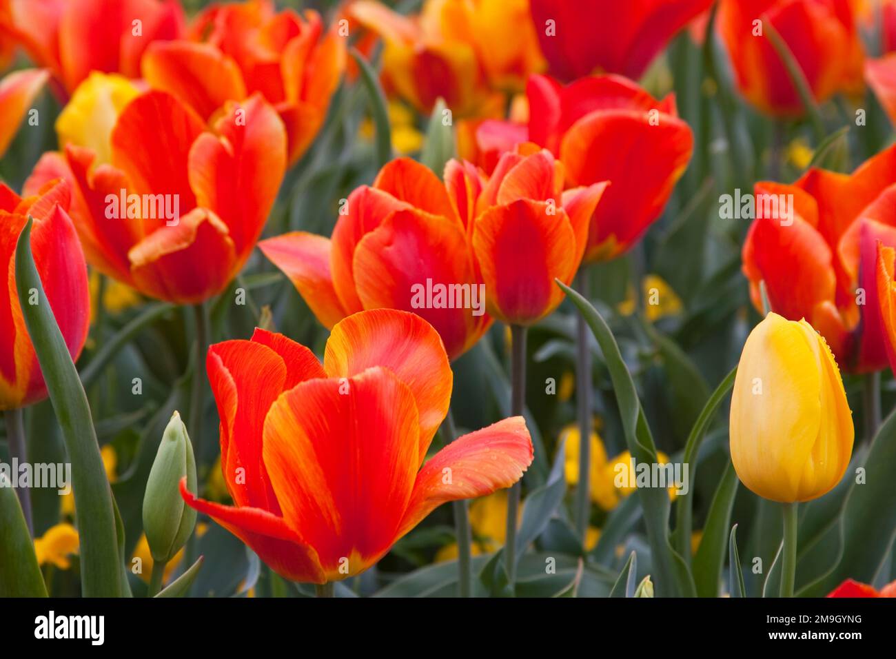 65021-029,08 Orange und Gelbe Tulpen (Tulipa sp.), MO Stockfoto