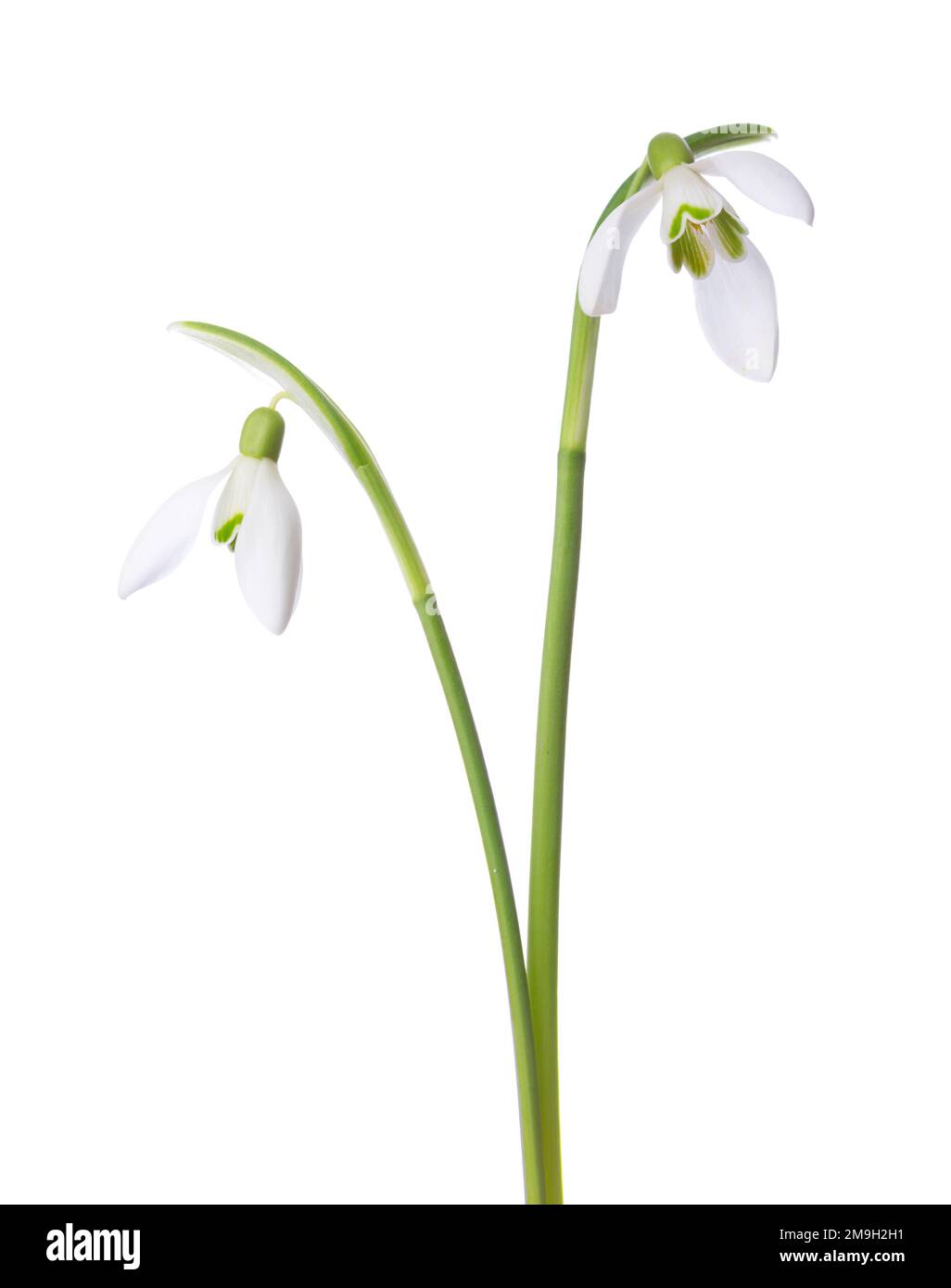 Zwei weiße Schneeglöckchen, isoliert auf weißem Hintergrund. Stockfoto