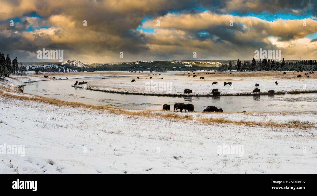 Im Winter grasende Bisons in der Nähe des Firehole River, Fountain Flat Drive, Yellowstone-Nationalpark, Wyoming, USA Stockfoto