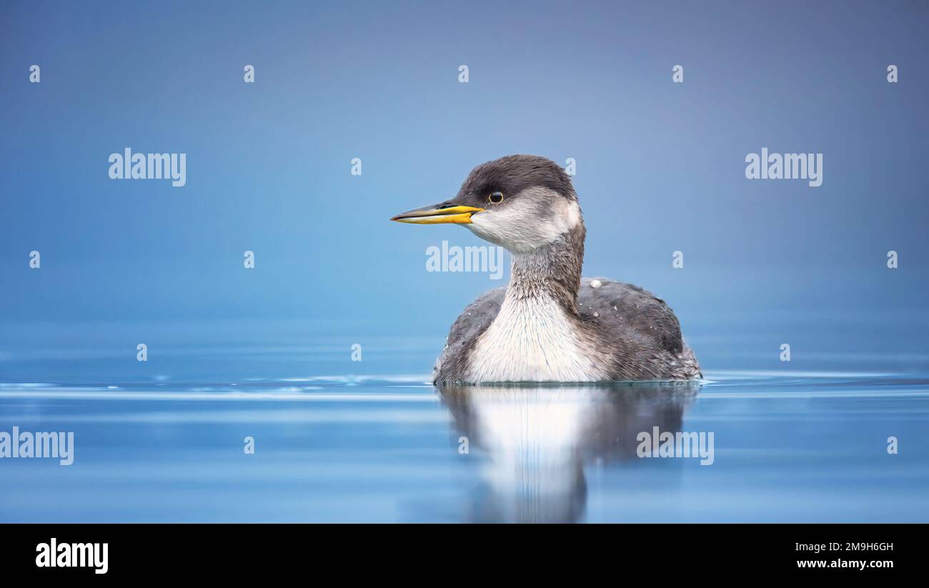 Podiceps grisegena schwimmt am meisten auf dem Wassersee und sucht nach Essen, das beste Foto. Stockfoto