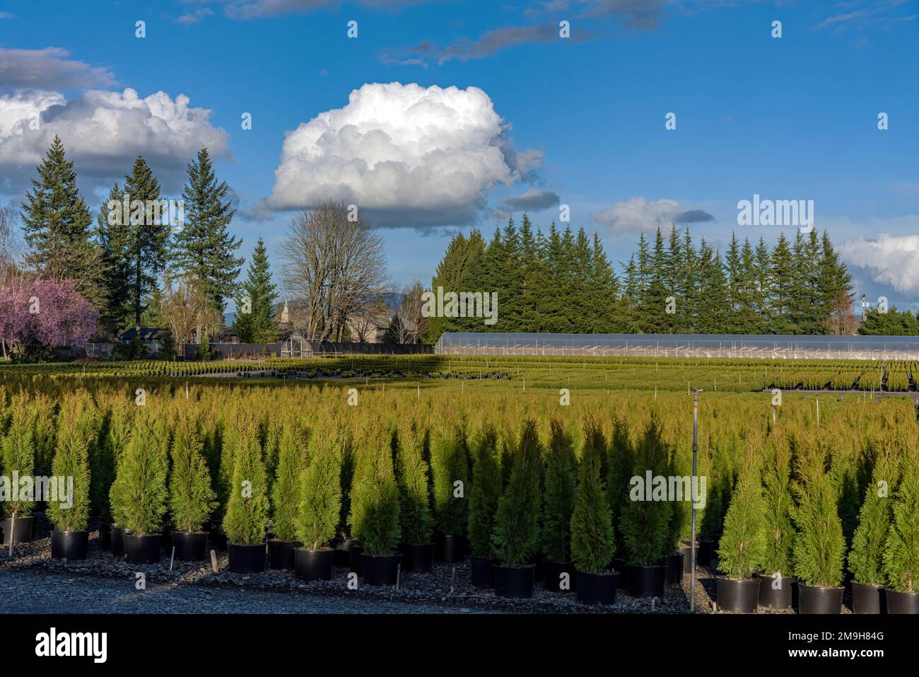 Baumfarm im US-Bundesstaat Oregon mit zahlreichen Topfbäumen Stockfoto
