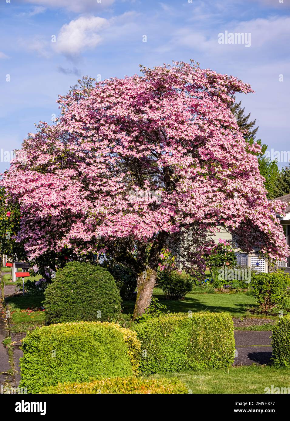 Blühende Magnolie Stockfoto