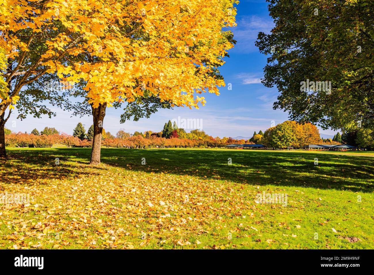 Im Herbst gibt es im Blue Lake Regional Park, Oregon, USA, eine Landschaft mit Bäumen und herabfallenden Blättern Stockfoto