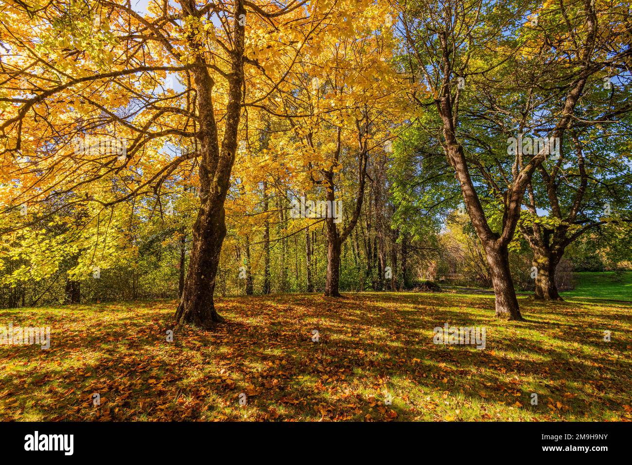 Der Blue Lake Regional Park, Oregon, USA, lockt mit Wäldern im Herbst Stockfoto