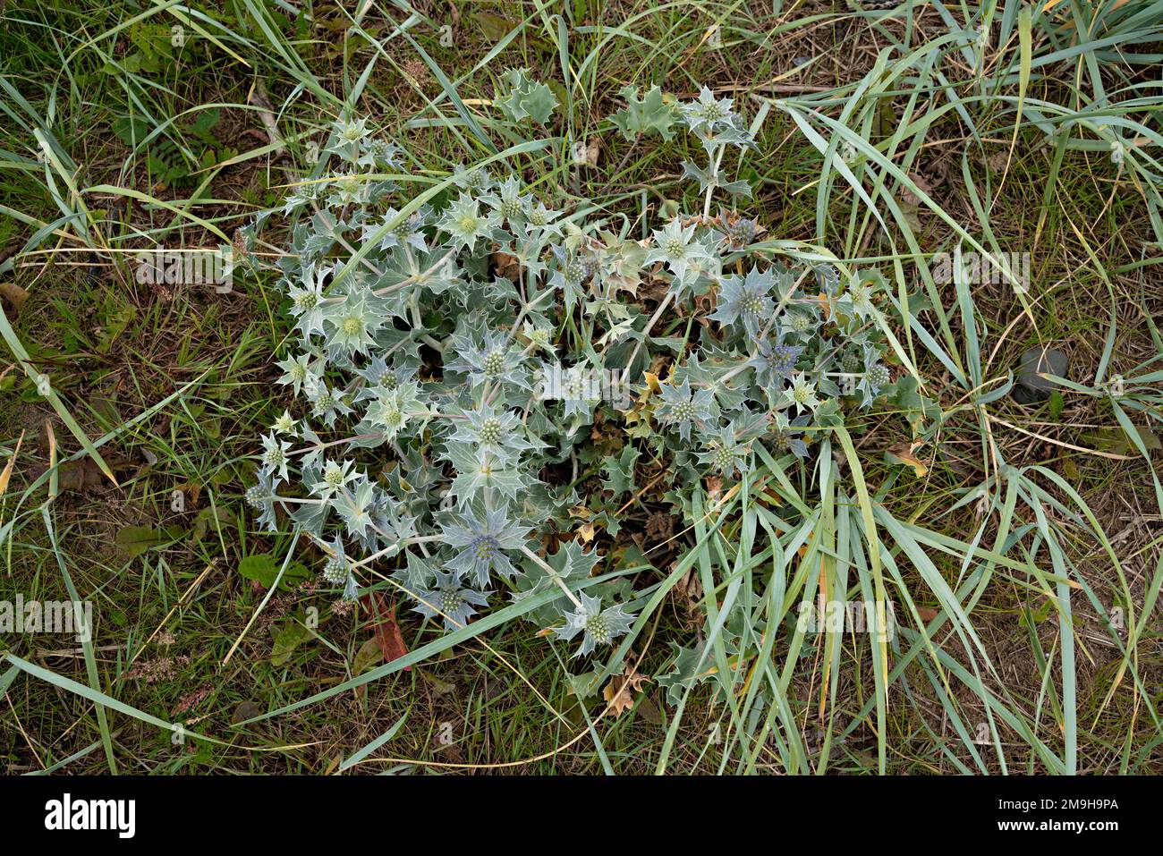 Eryngium maritimum, Landschaftsblume für die Stadt Liverpool Stockfoto