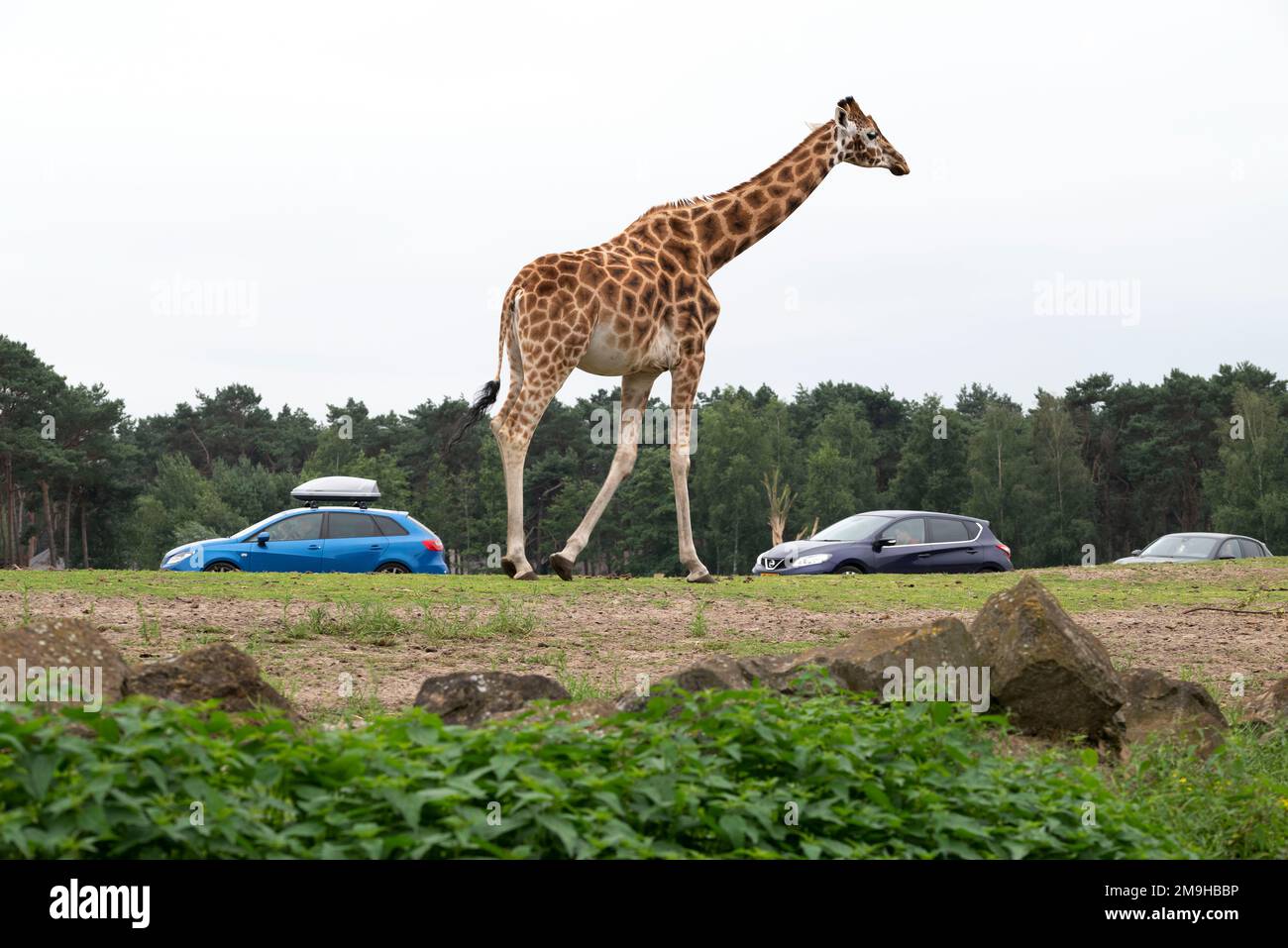 Eine Nahaufnahme einer neugierigen Giraffe in einem Safaripark. Stockfoto