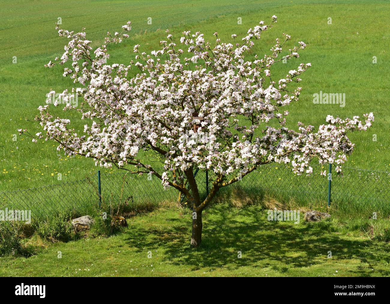 Baumarten mit Detailfotos von Blumen und Früchten und Blättern Stockfoto