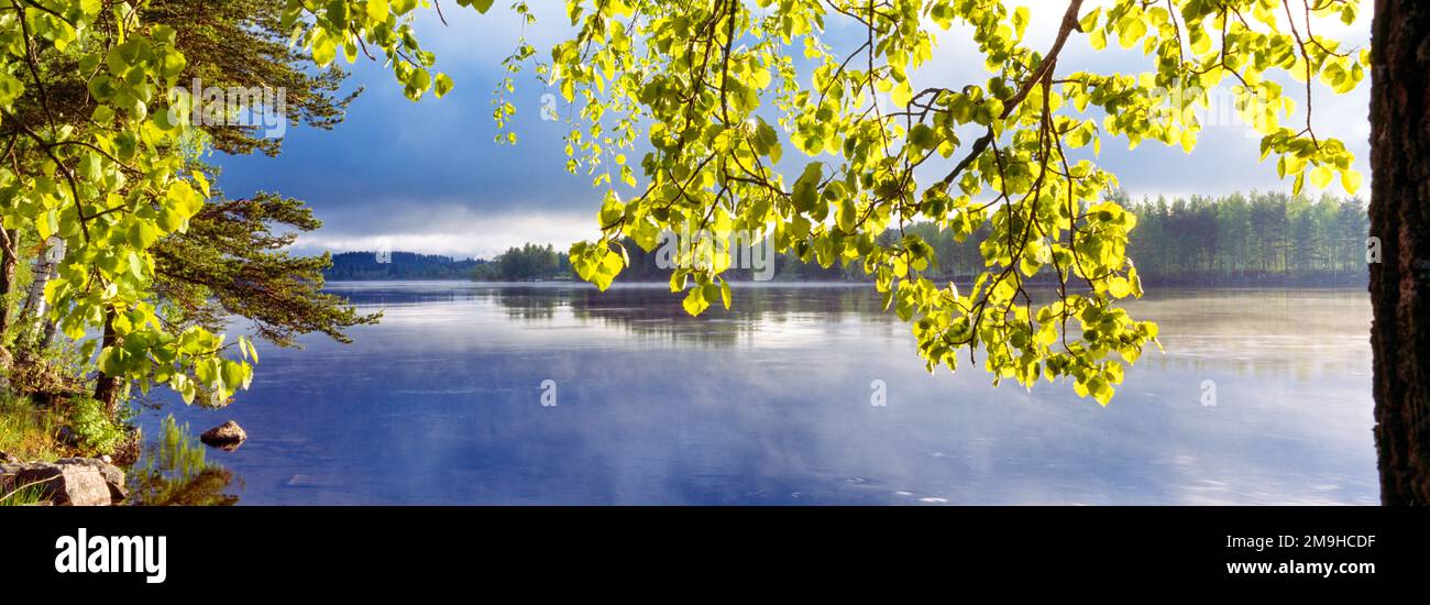Grüne Blätter auf dem Ast über dem Fluss Vuoksi, Imatra, Südkarelien, Finnland Stockfoto