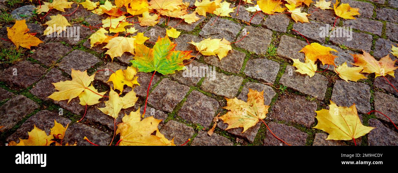 Herbstfarbene Ahornblätter auf Kopfsteinpflaster, Lappeenranta, Südkarelien, Finnland Stockfoto