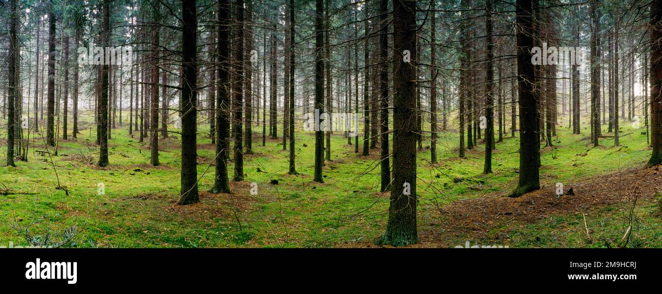 Landschaft mit Blick auf immergrüne Wälder, Imatra, Südkarelien, Finnland Stockfoto