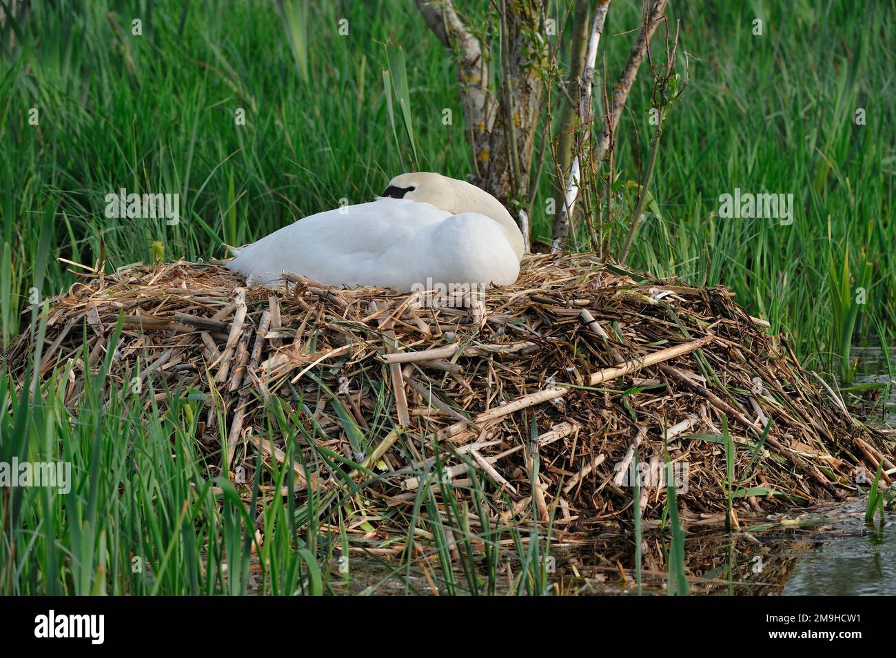 Mute Swan (Cygnus olor) Inkubating Eggs, Yetholm Loch Scottish Wildlife Trust Reserve, Roxburghshire, Scottish Borders, Schottland, Mai 2008 Stockfoto