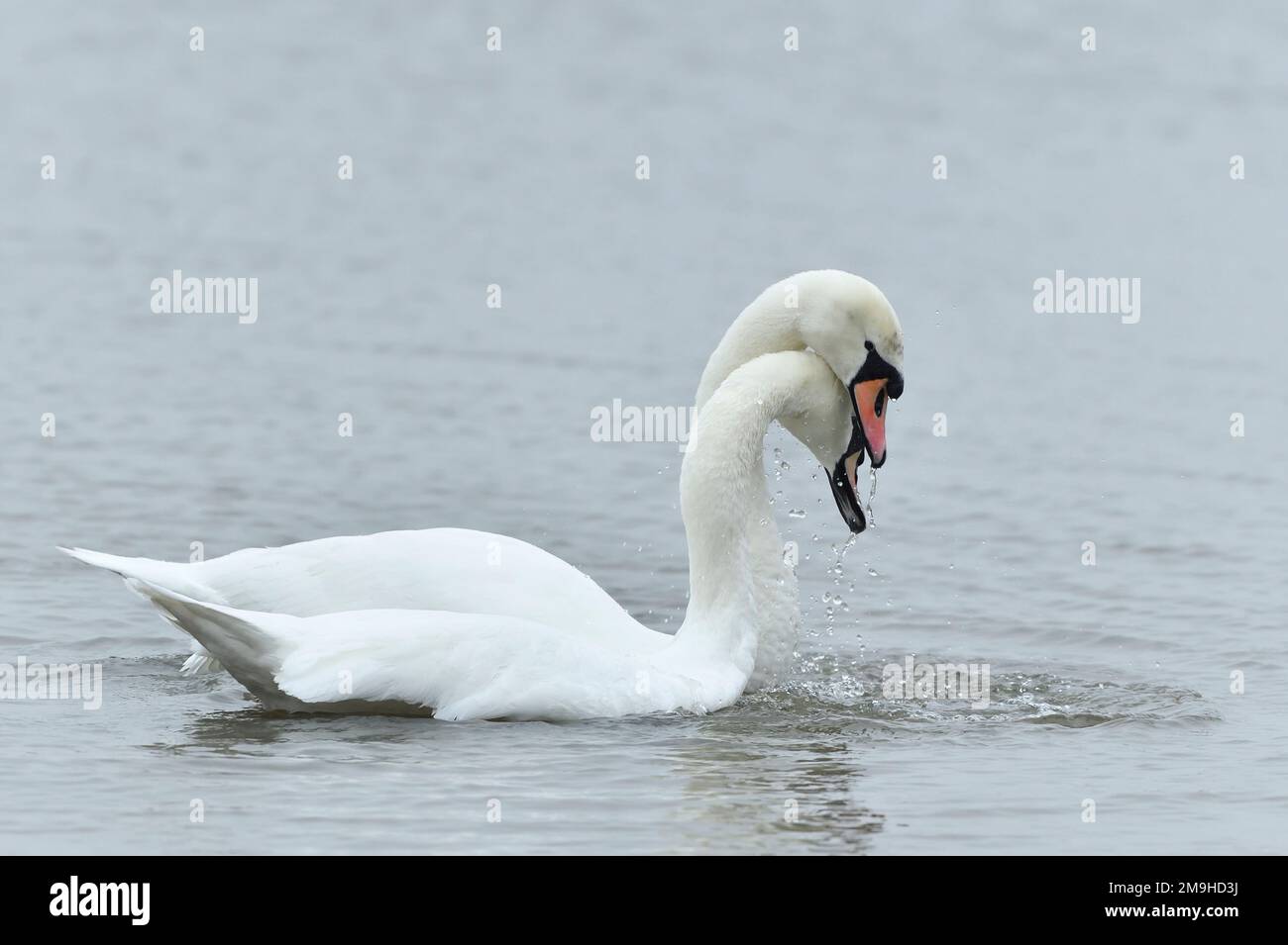 Mute Swan (Cygnus olor)-Paar-Courting, Yetholm Loch Scottish Wildlife Trust Reserve, Roxburghshire, Scottish Borders, Schottland, Mai 2020 Stockfoto