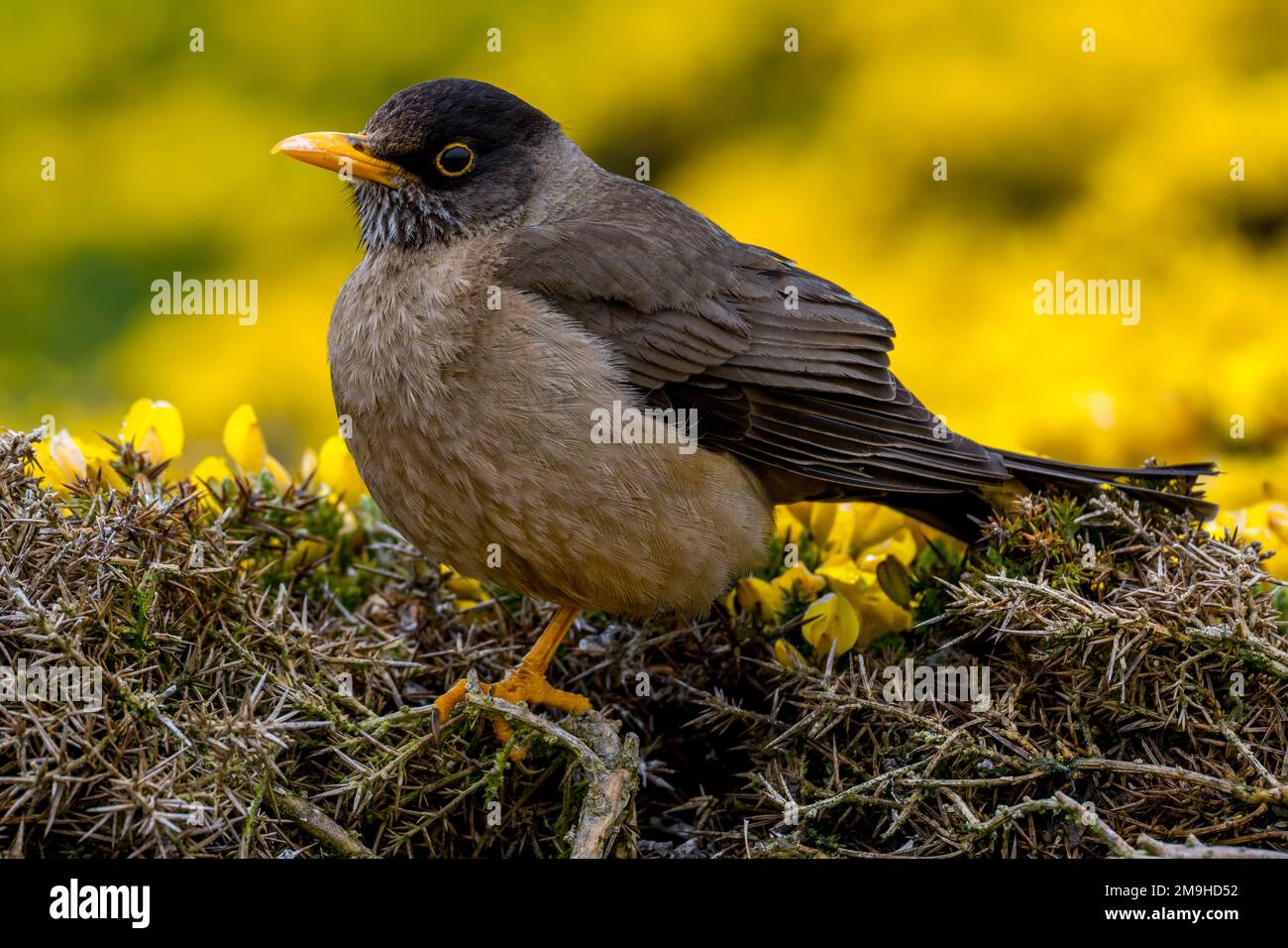 Eine australische Drossel (Turdus falcklandii) liegt hoch oben auf einer Schlucht auf West Point Island, einer Insel in den westlichen Falklandinseln. Stockfoto