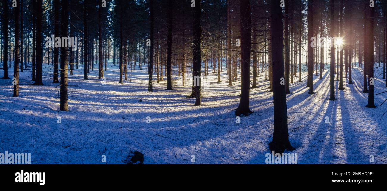 Landschaft mit immergrünen Wäldern im Winter, Imatra, Nordkarelien, Finnland Stockfoto