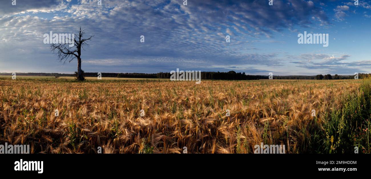 Landschaftslandschaft mit großem landwirtschaftlichen Feld, Puhos, Nordkarelien, Finnland Stockfoto