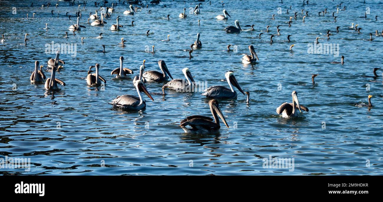 Große Gruppe von Pelikanen, die auf dem Wasser in Lake Merritt, Oakland, Kalifornien, USA, schwimmen Stockfoto