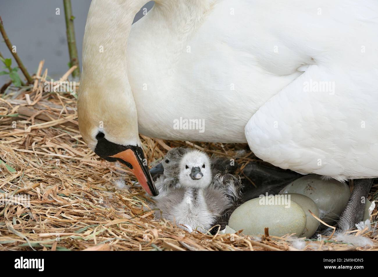 Mute Swan (Cygnus olor) weiblich mit frisch geschlüpften Zygneten, Yetholm Loch Scottish Wildlife Trust Reserve, Roxburghshire, Schottland Stockfoto